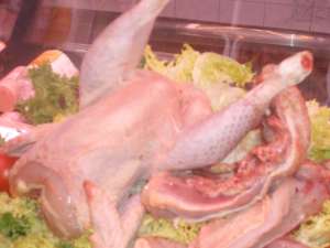 Gallina